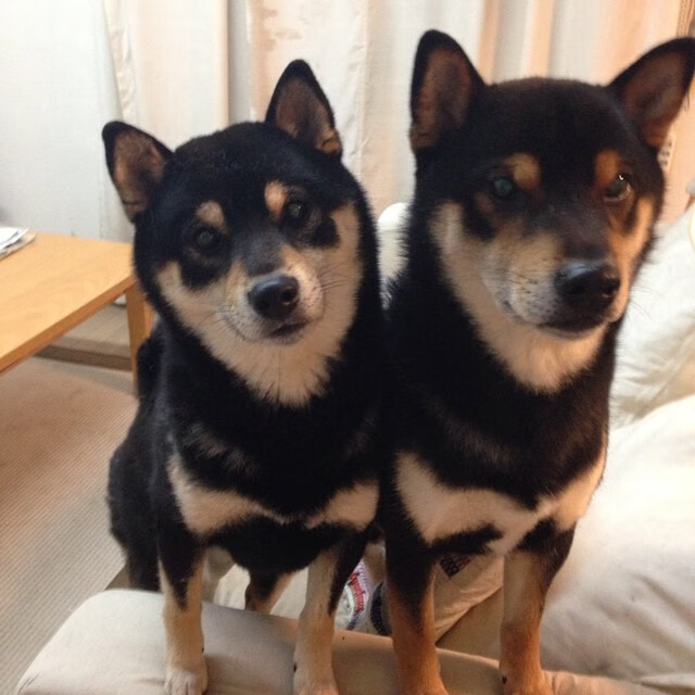 国际藤球邀请赛，东南亚运动风情浓厚，国际藤球联合会