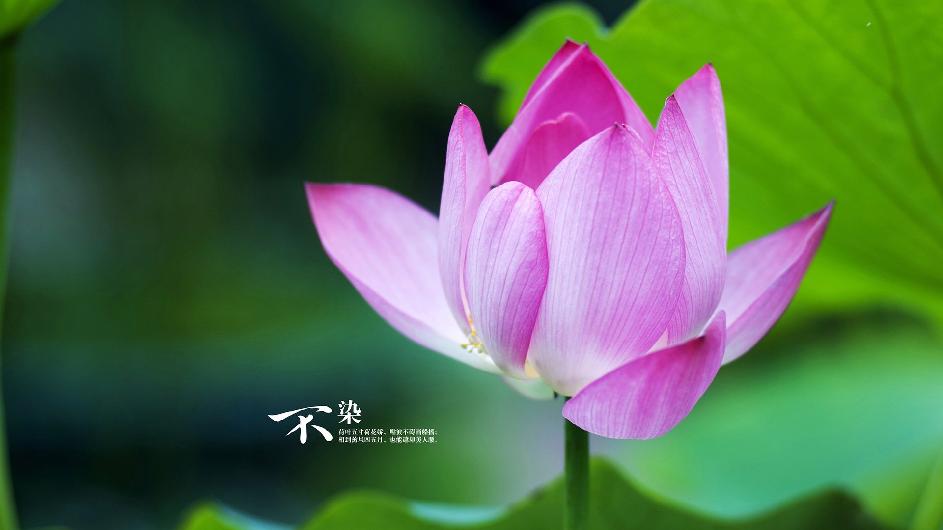 【巅峰战术】如何用攻防结合赢得比赛?专家解读,攻防组合技法